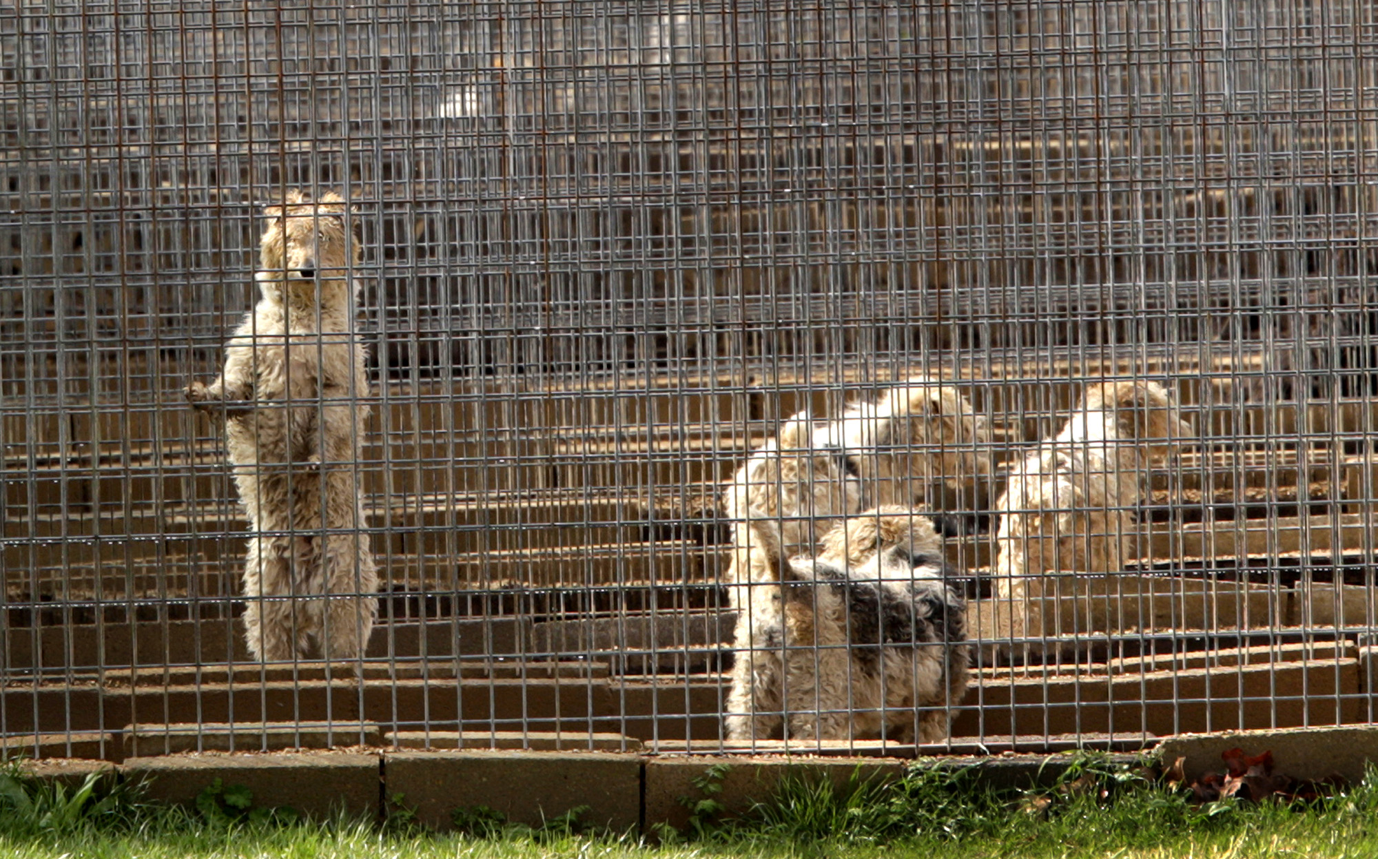 How many puppy mills does Missouri have?