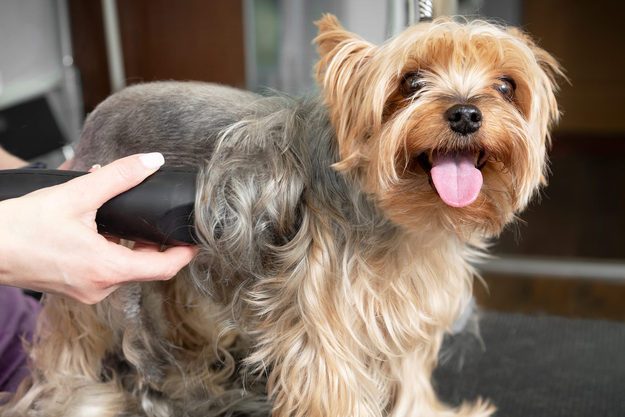 How many times a day should you wash your dog?