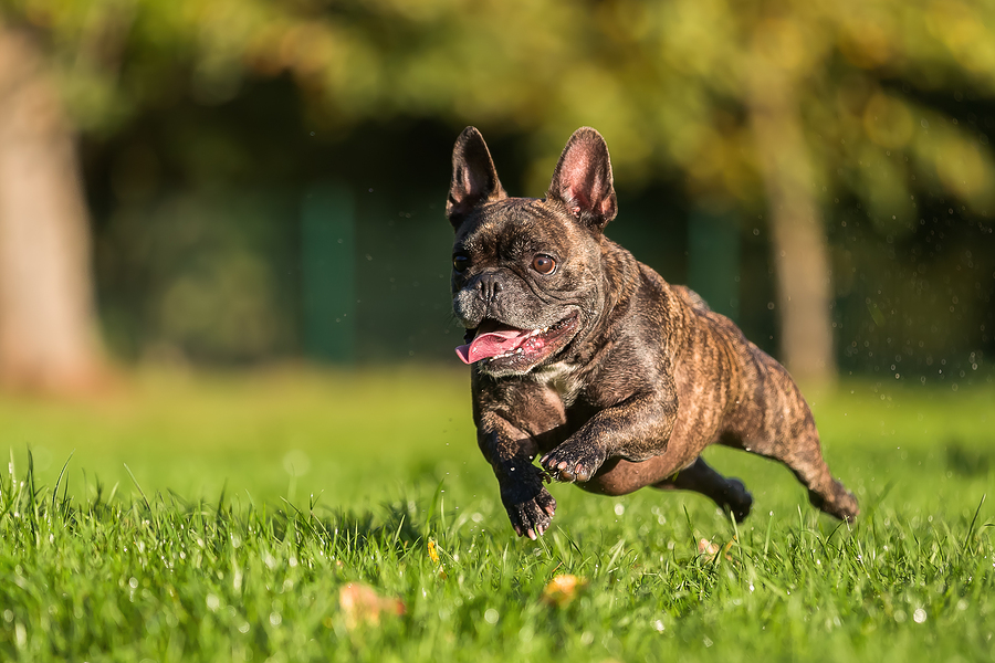 How many walks a day does a French Bulldog need?
