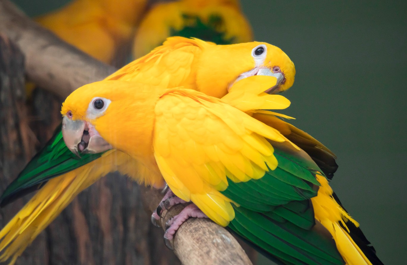 How much are golden conures?