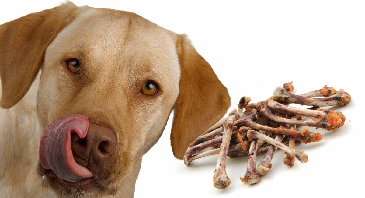 How much bone meal do I give my dog?