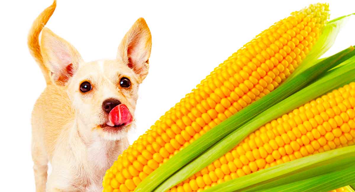 How much corn can a dog eat?
