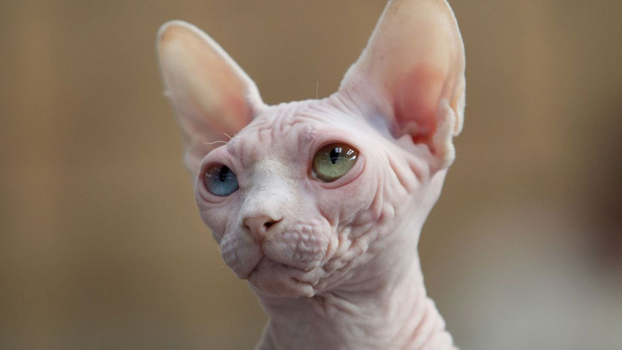 How much do Sphynx cats usually cost?