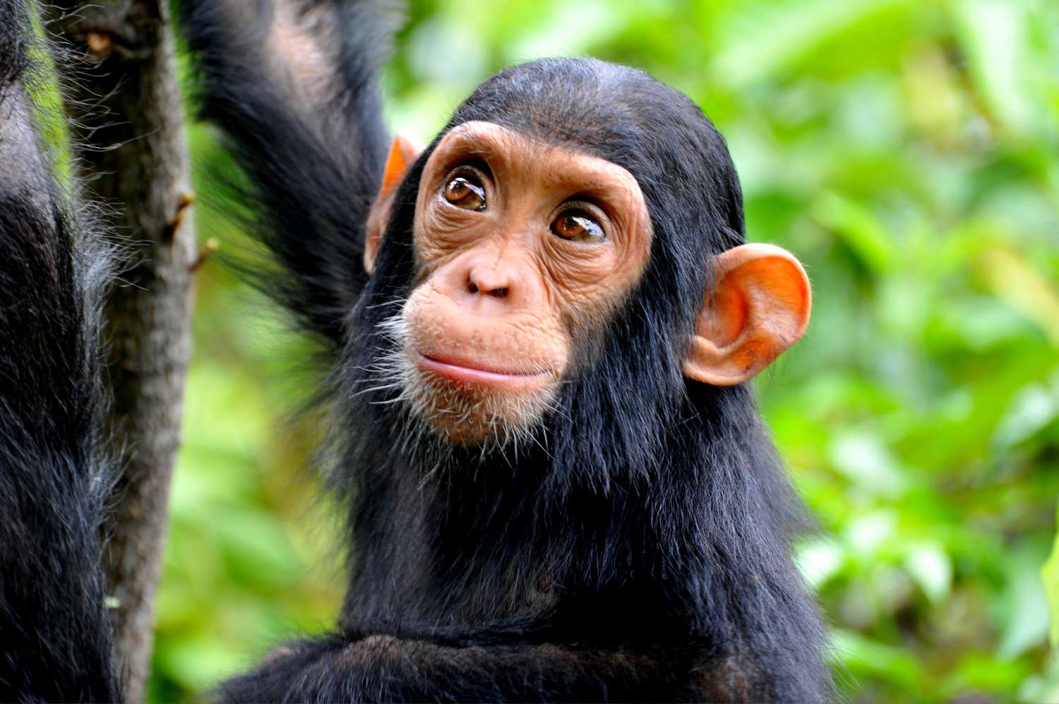 How much do baby chimps cost?