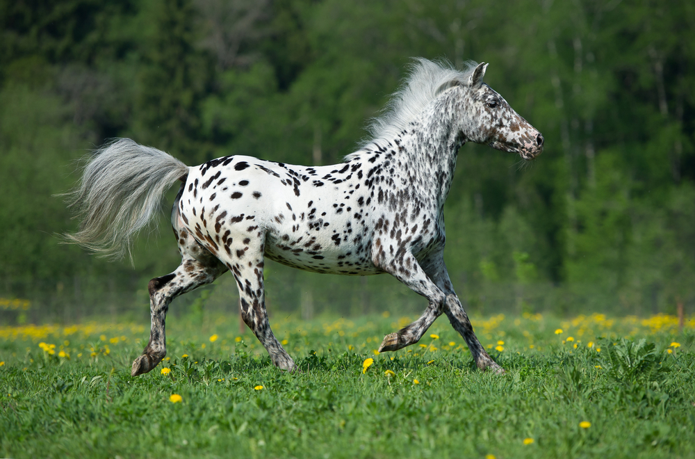 How much does a Appaloosa horse cost?