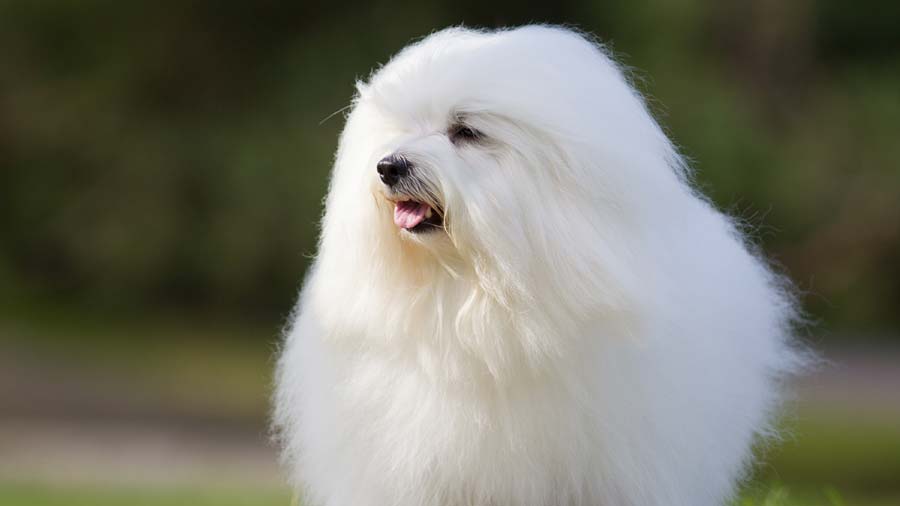 How much does a Coton dog cost?