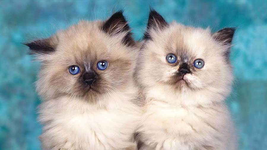 How much does a Himalayan cat cost?