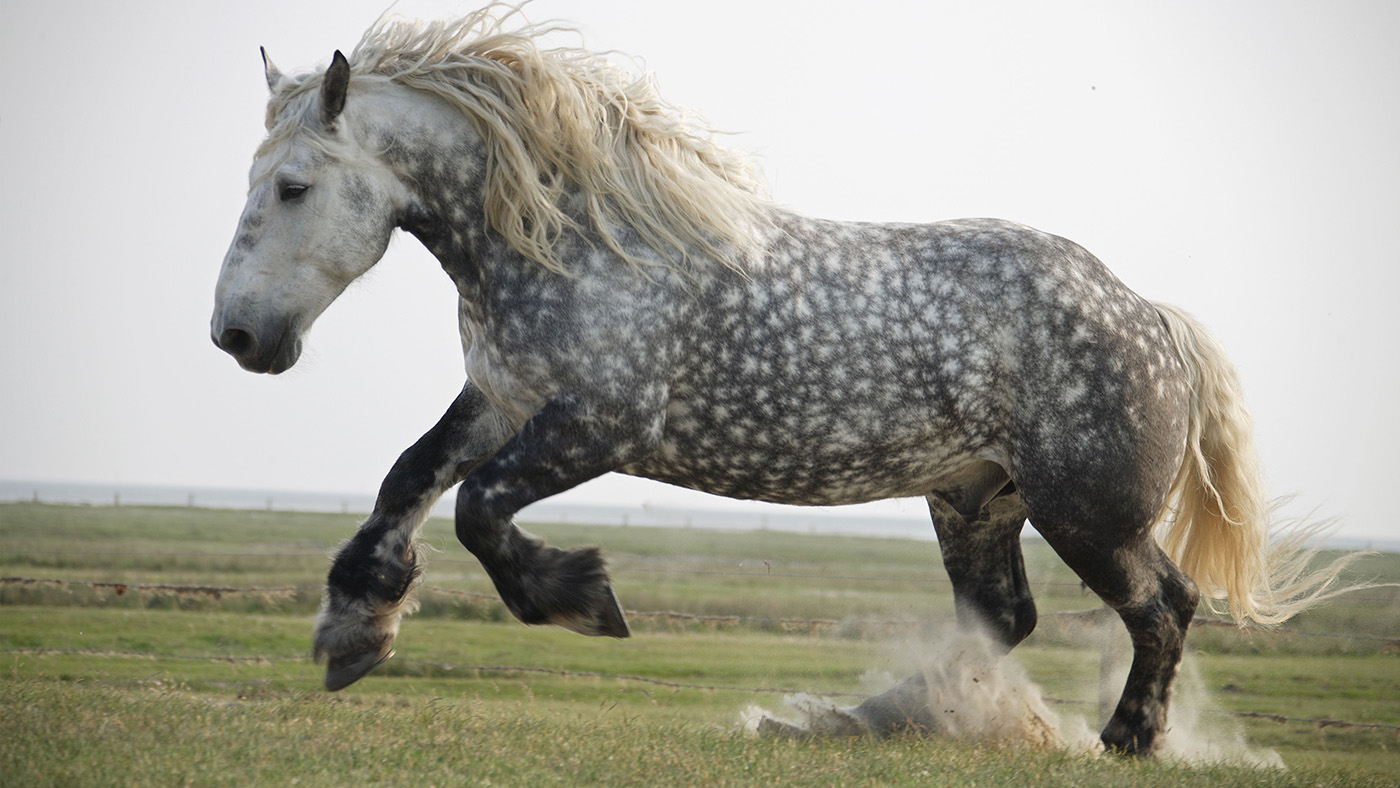 How much does a Percheron horse cost?