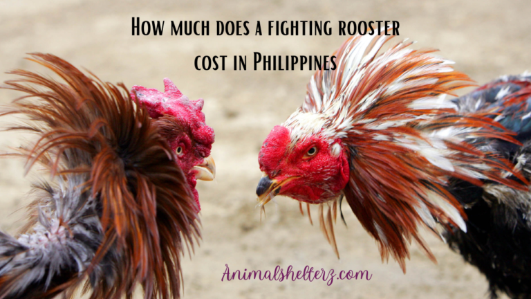 How much does a fighting rooster cost in Philippines?