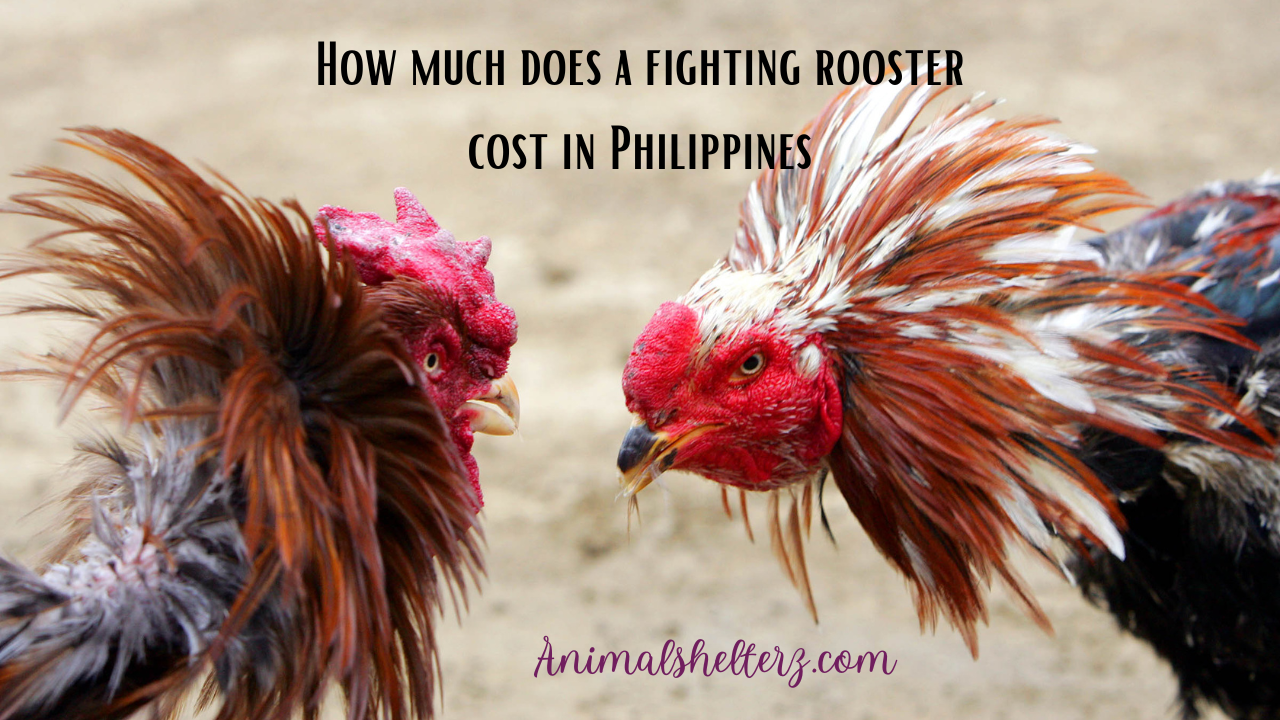 How much does a fighting rooster cost in Philippines