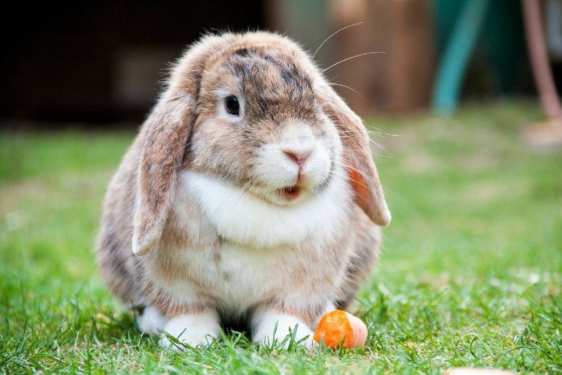 How much does a real life Bunny cost?