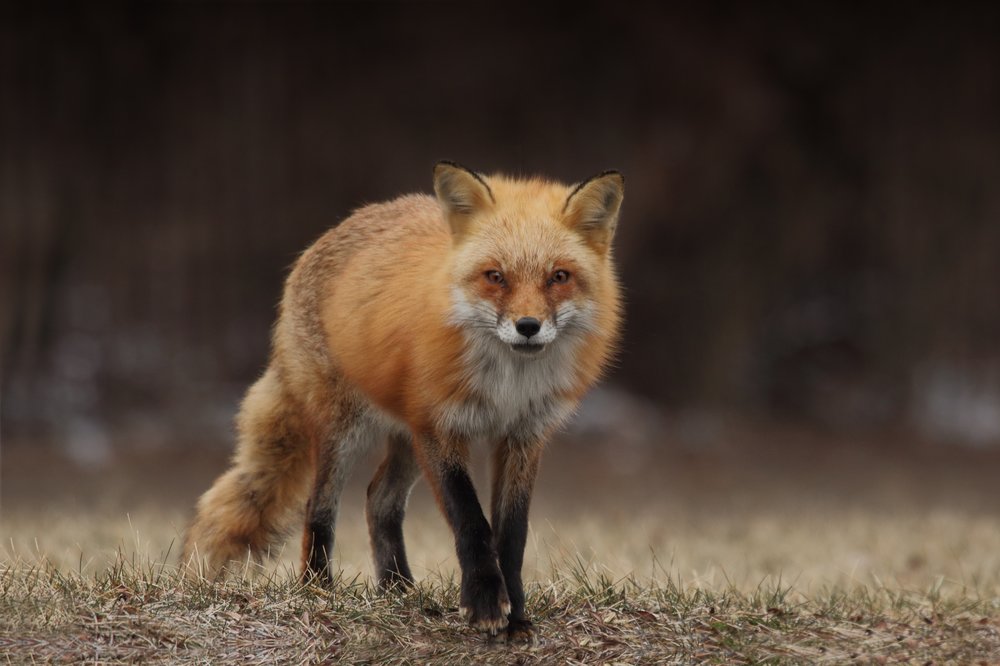 How much does a red fox cost?