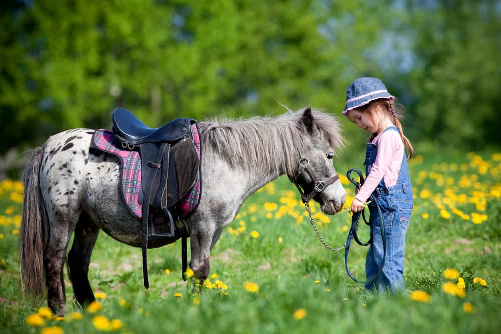 How much does a riding pony cost?