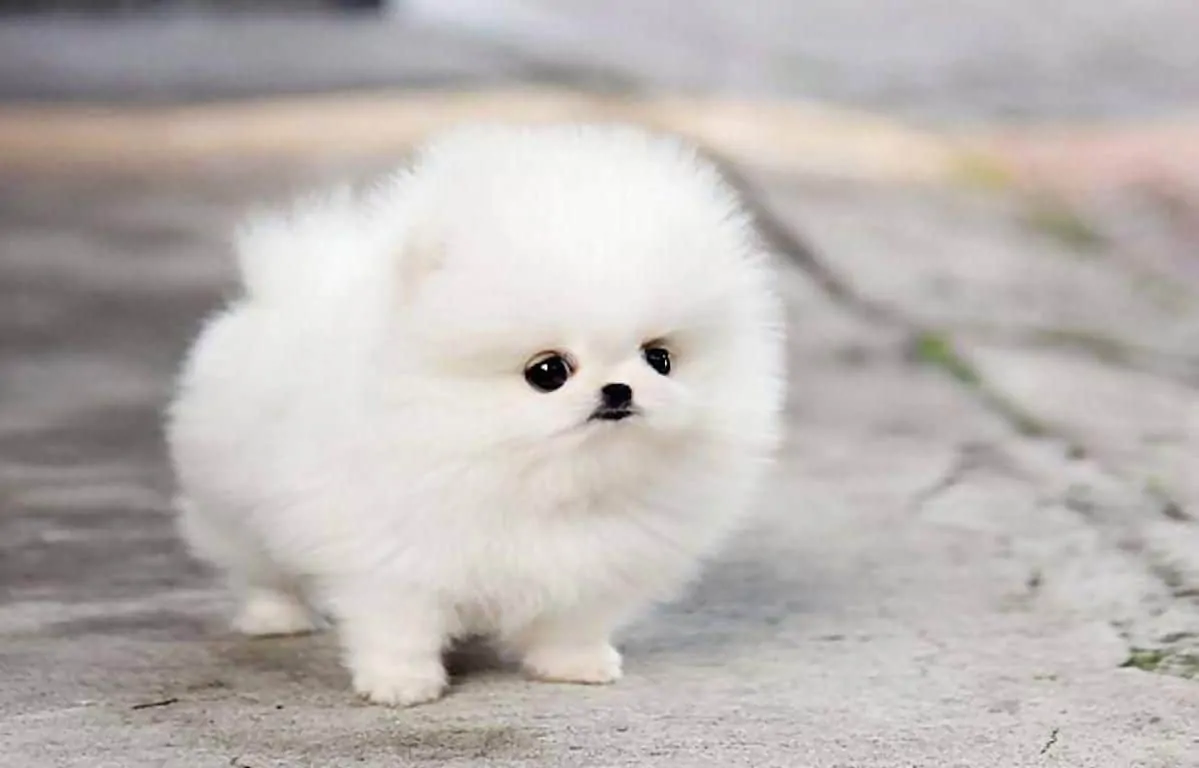 How much does a teacup dog cost in America?