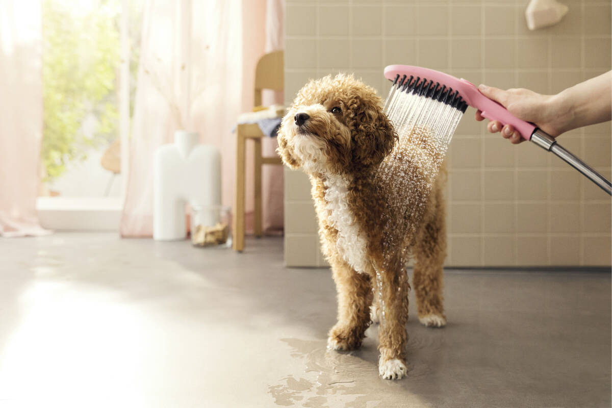 How much does showering a dog cost?