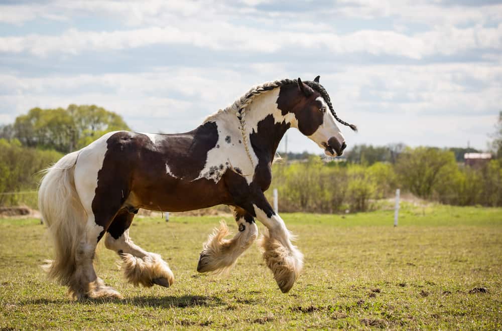 How much is a Gypsy horse worth?