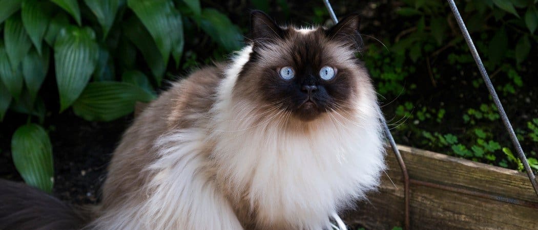 How much is a Himalayan cats?