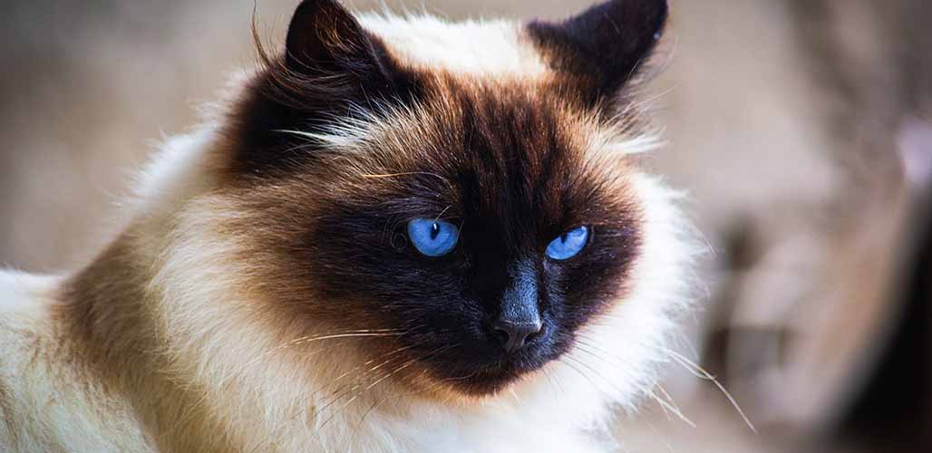 How much is a Himalayan ragdoll cat?
