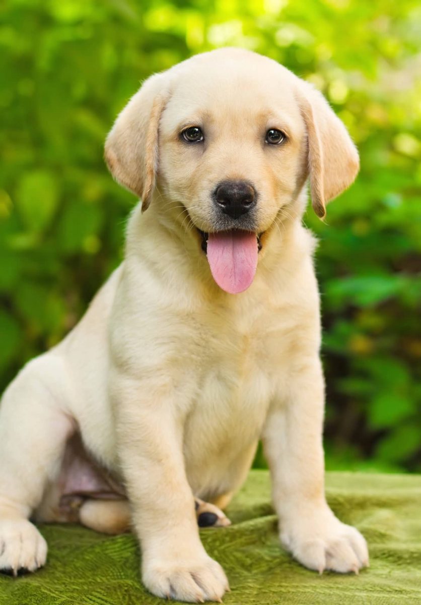 How much is a Labrador puppy in Bangalore?