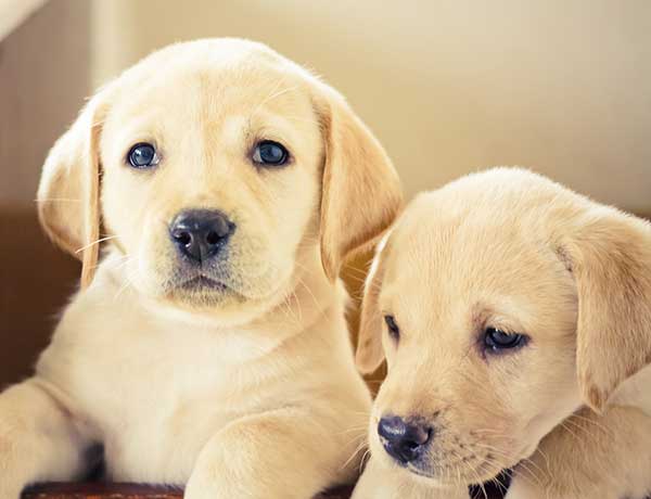 How much is a Labrador puppy?
