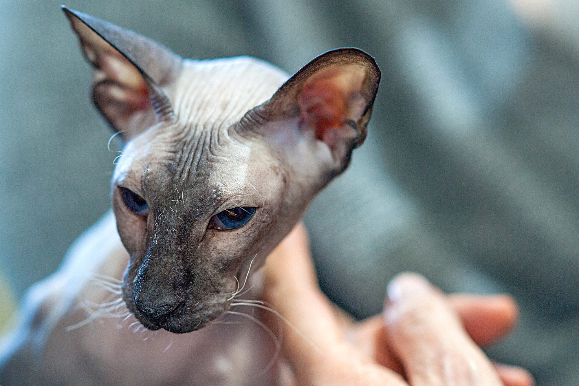 How much is a Peterbald cat?