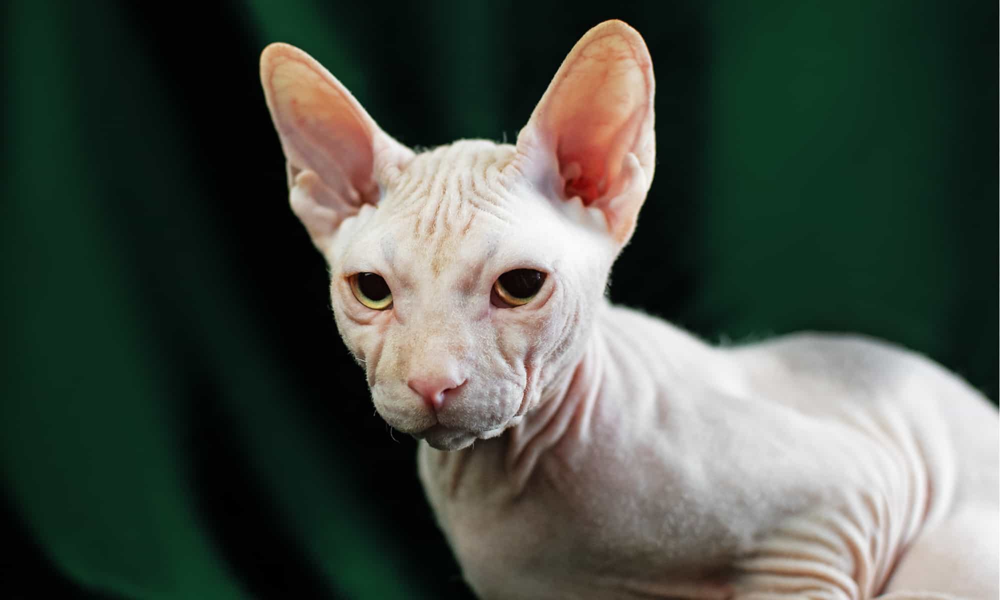 How much is a Sphynx cat worth?