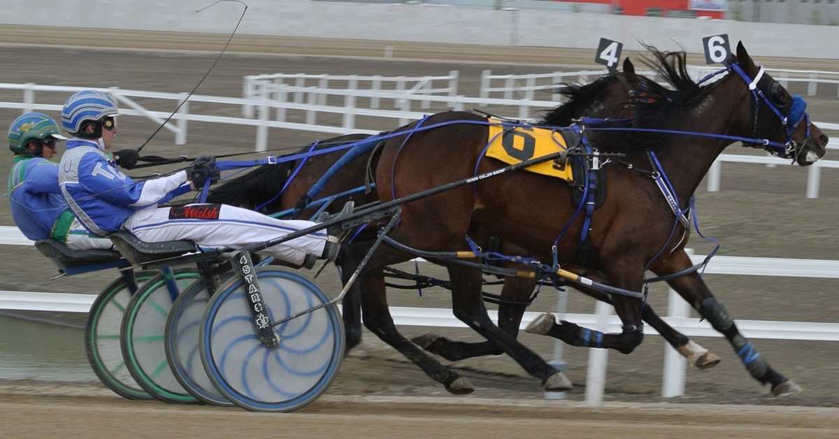 How much is a Standardbred horse worth?