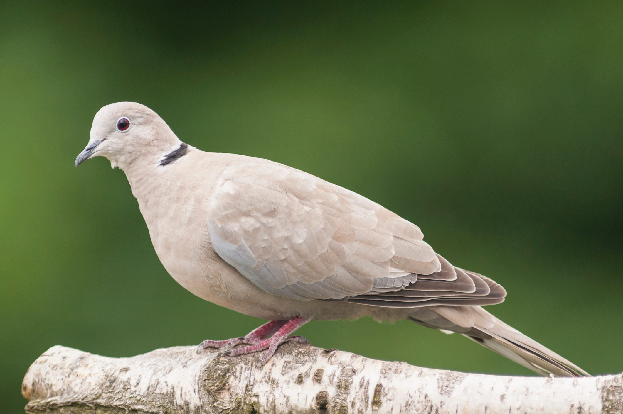How much is a dove worth?