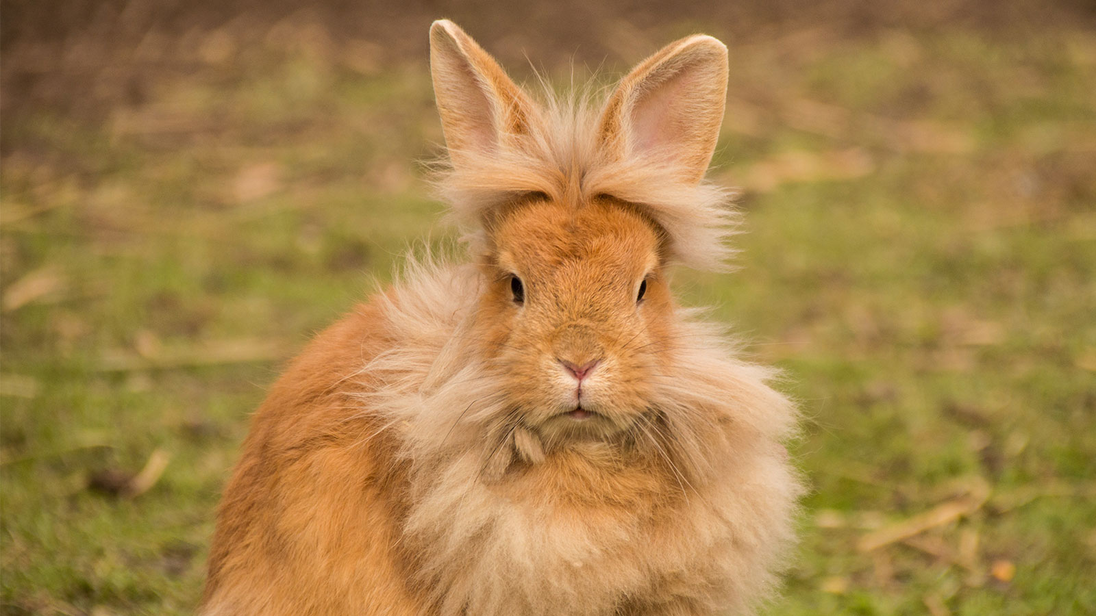 How much is a lion's mane rabbit?