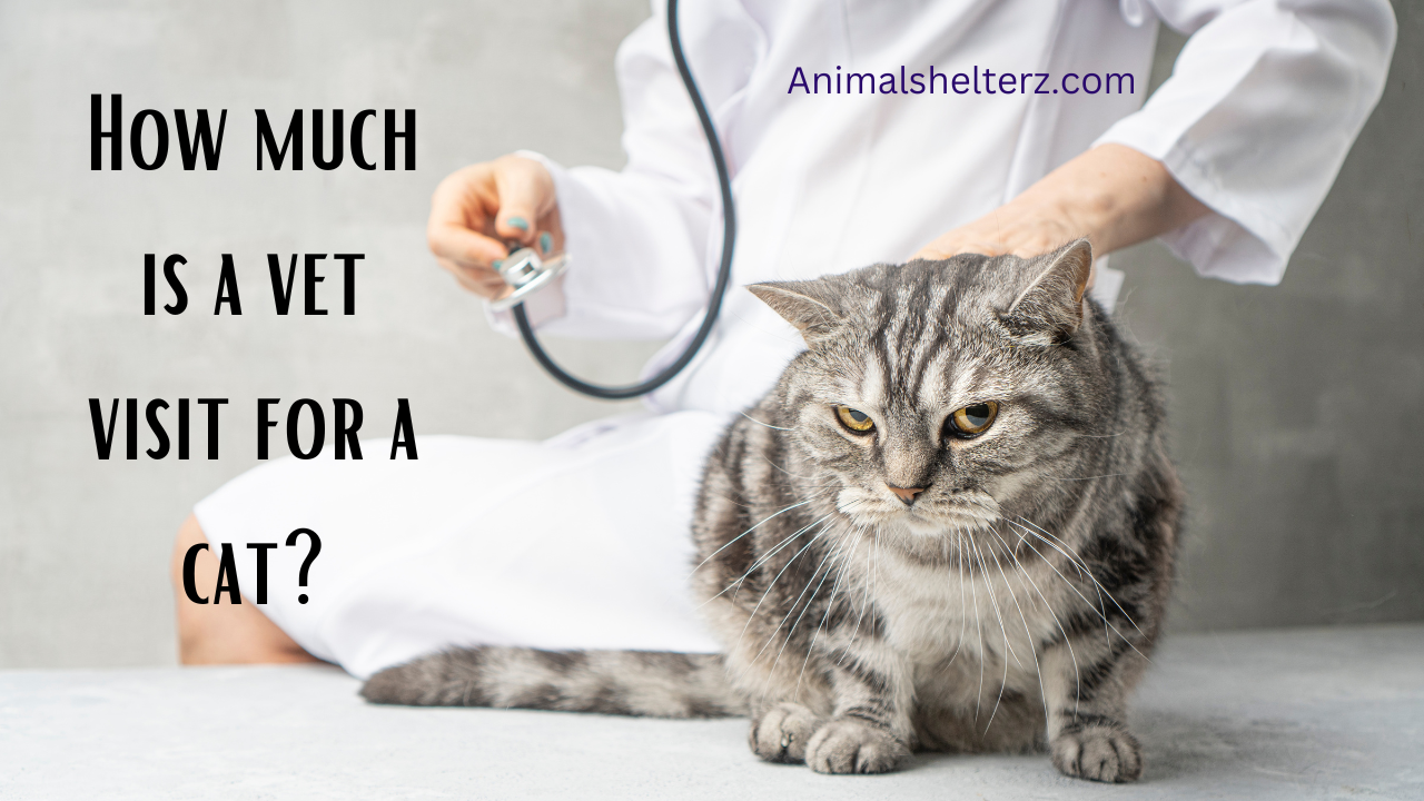 How much is a vet visit for a cat?