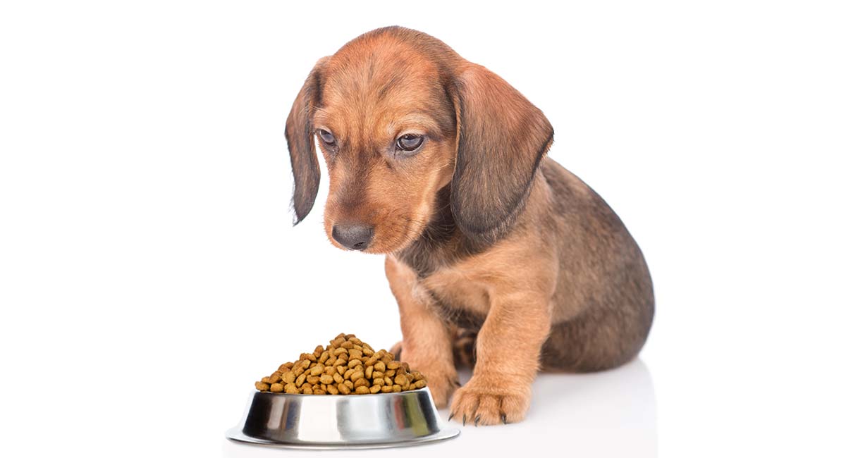 How much should a 7 week old dachshund eat?