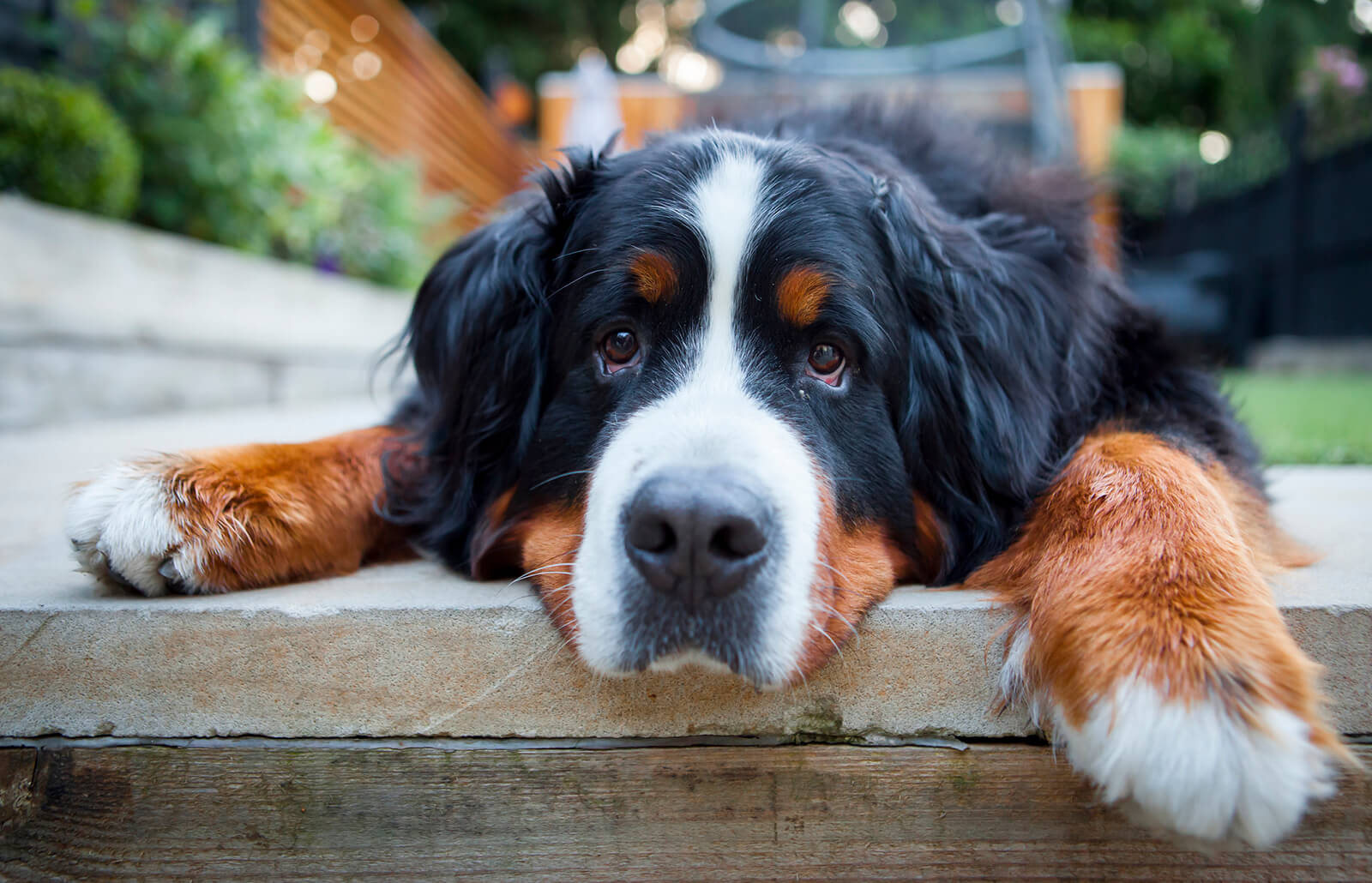 How quickly do Bernese mountain dogs grow?