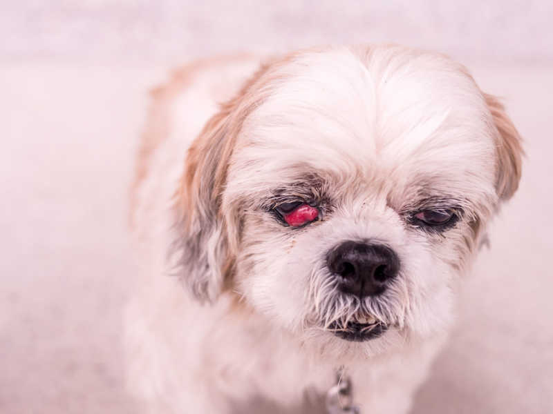 How serious is cherry eye in dogs?