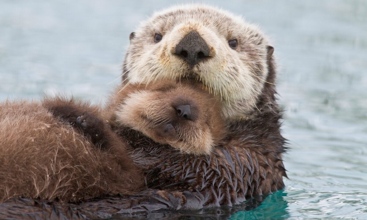 How soft is otter fur?