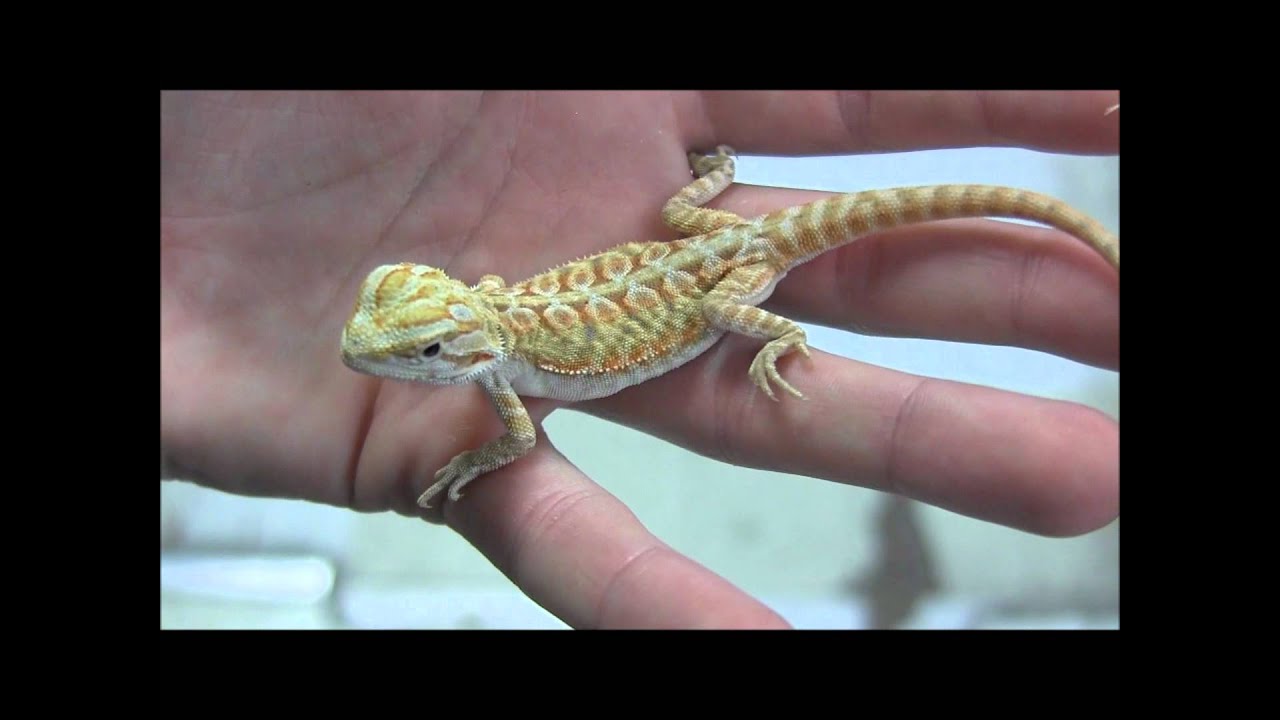 How much do Hypo bearded dragons cost?
