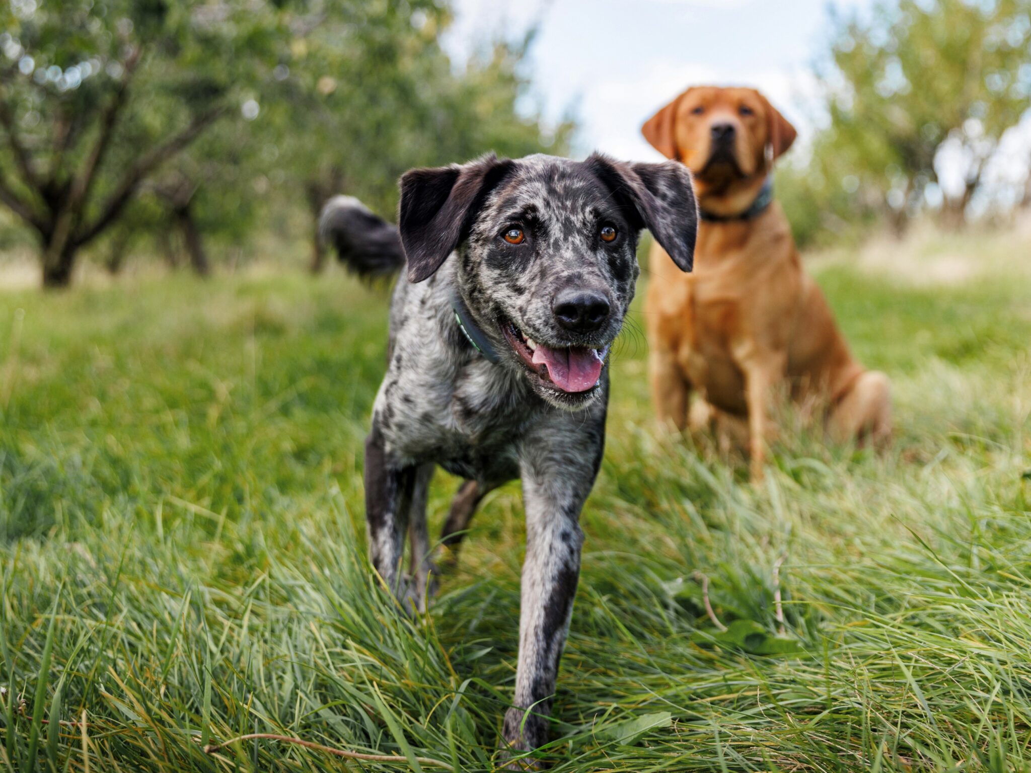 is-halo-a-good-dog-fence-animal-shelters