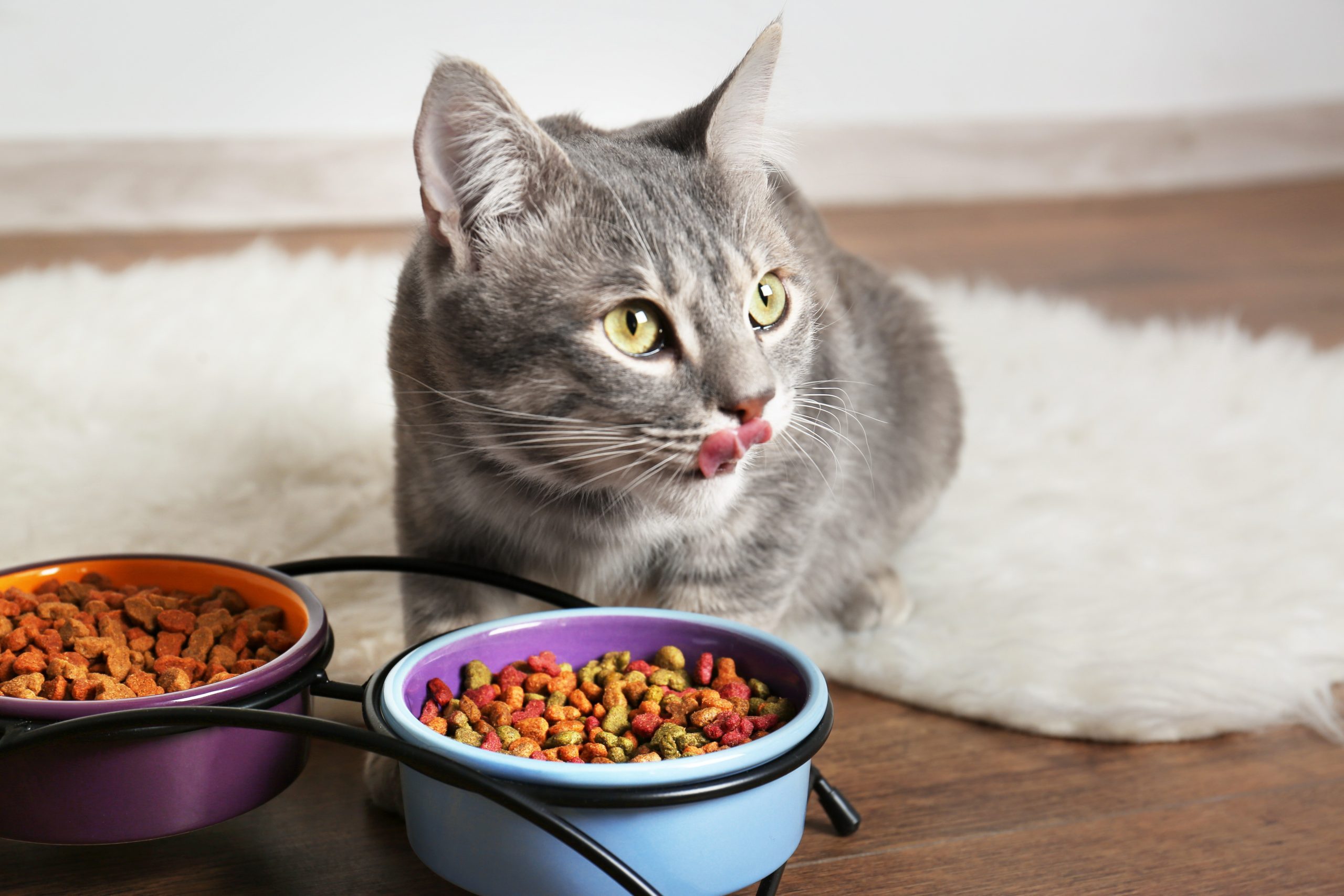 Is Luvsome dry food good for cats?