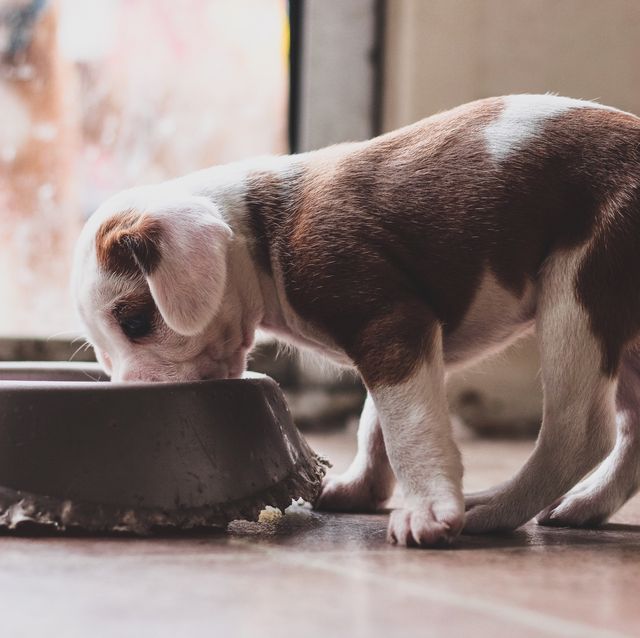 Is Wet food good for pitbull puppies?