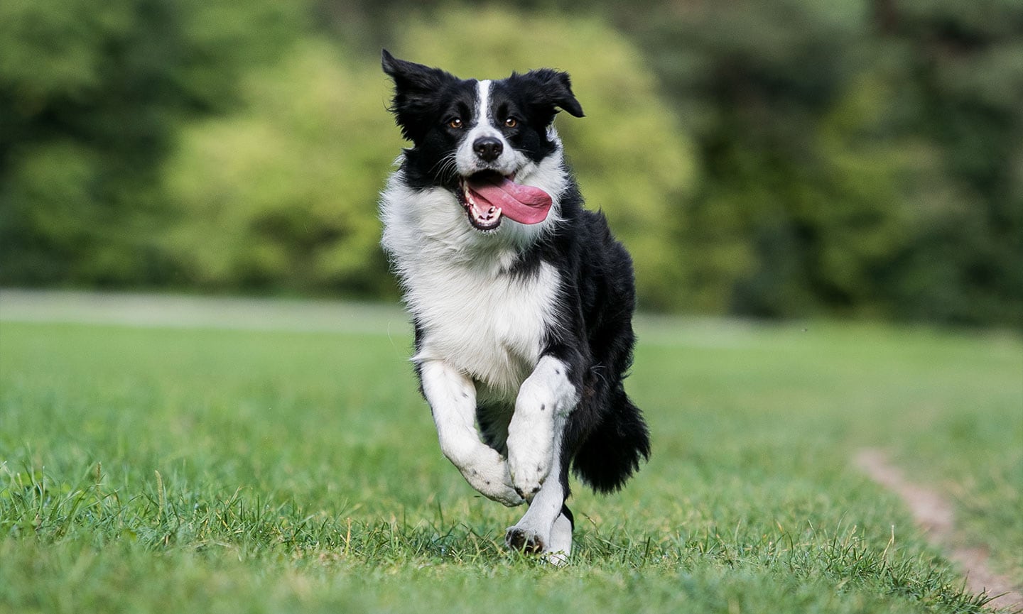 Is a Border Collie a good family dog?