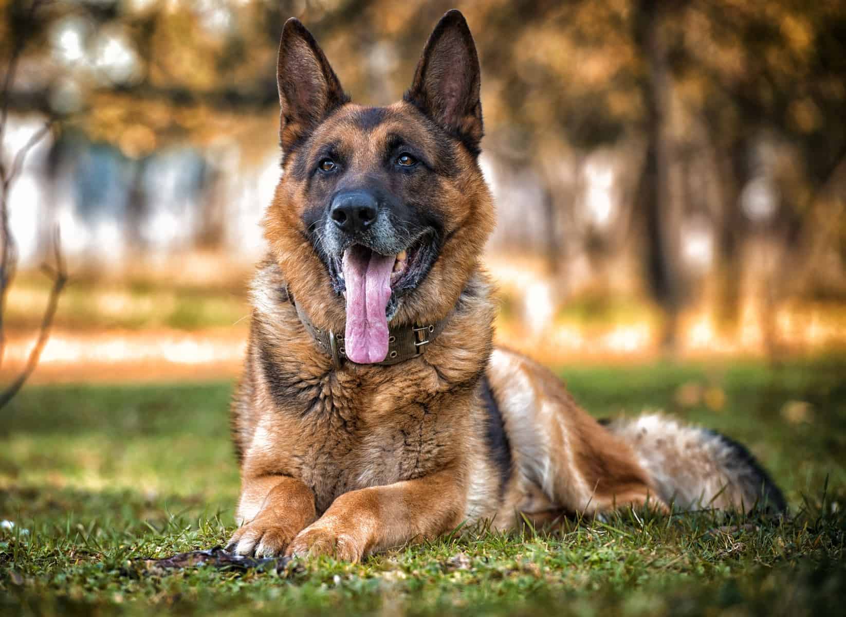 Is a German Shepherd a velcro dog?
