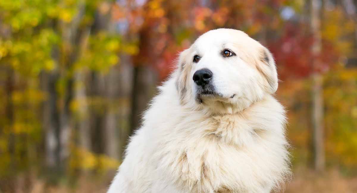 Is a Great Pyrenees a good house dog?