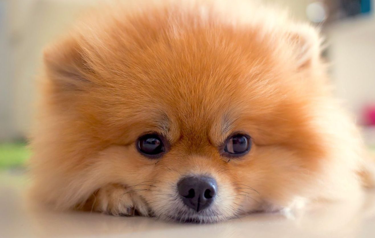 Is a Pomeranian a house dog?