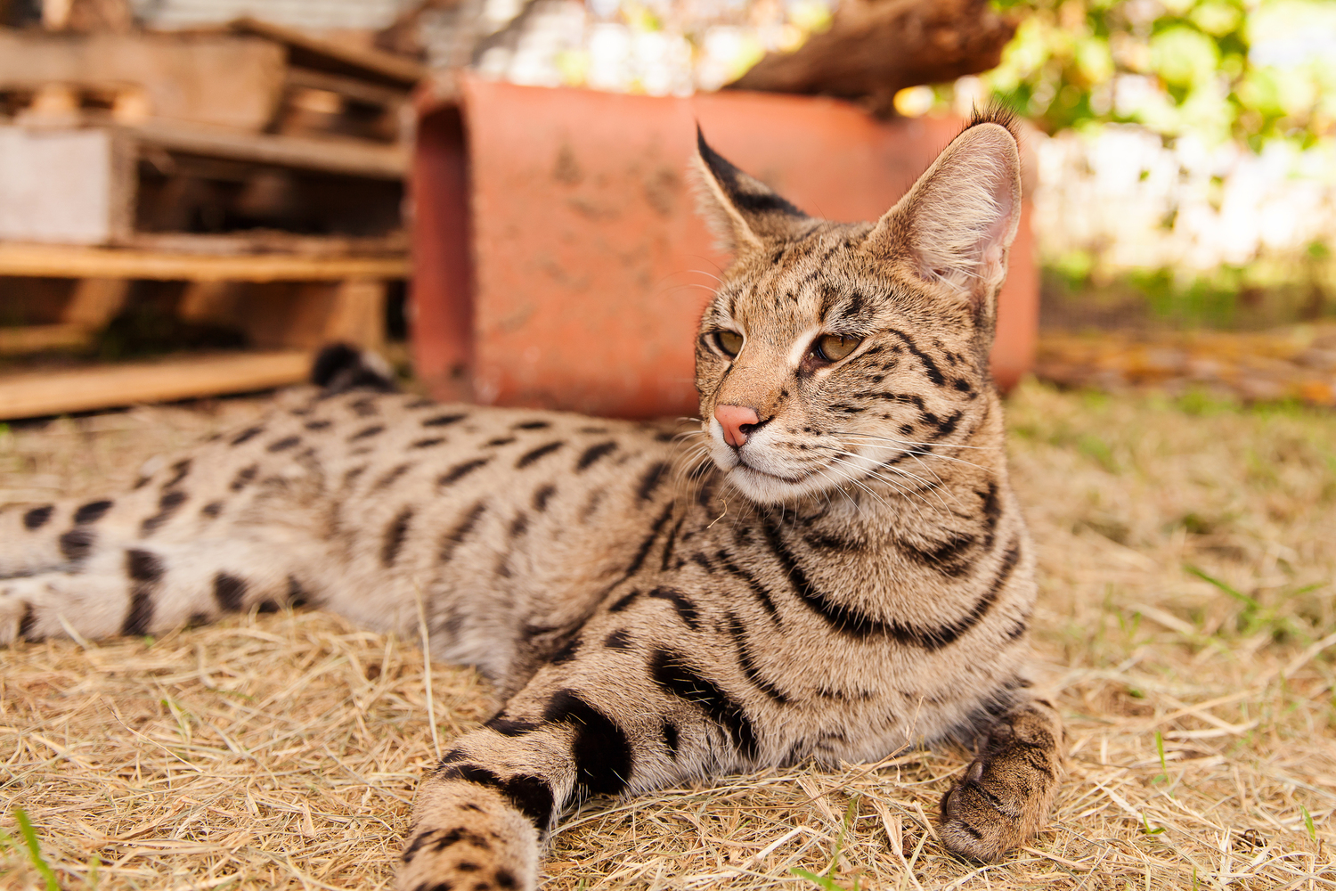 Is a Savannah cat a good pet?
