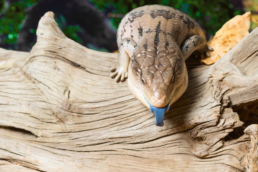 Is a blue tongue skink a good for a beginner?