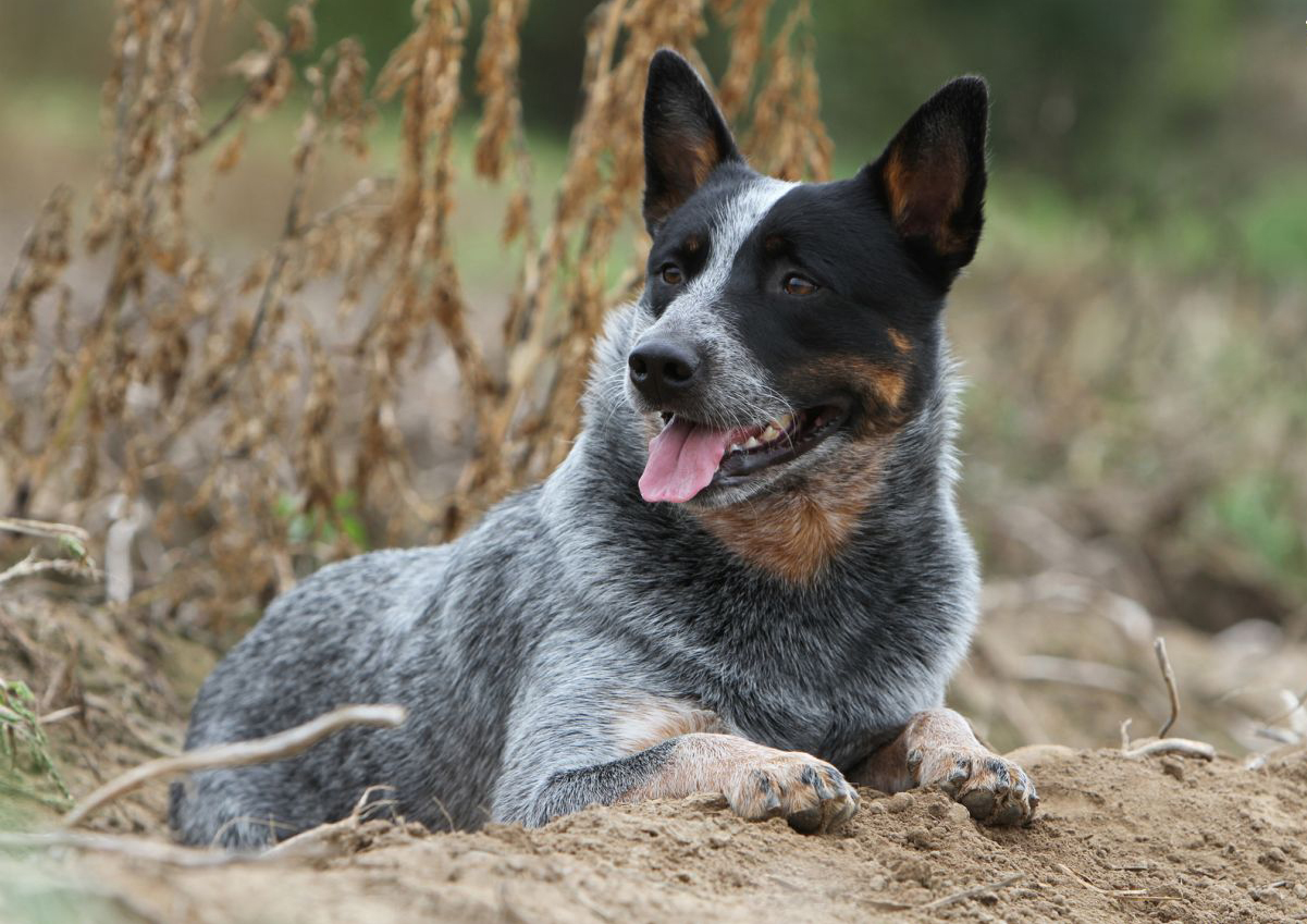 Is a cattle dog a good family dog?