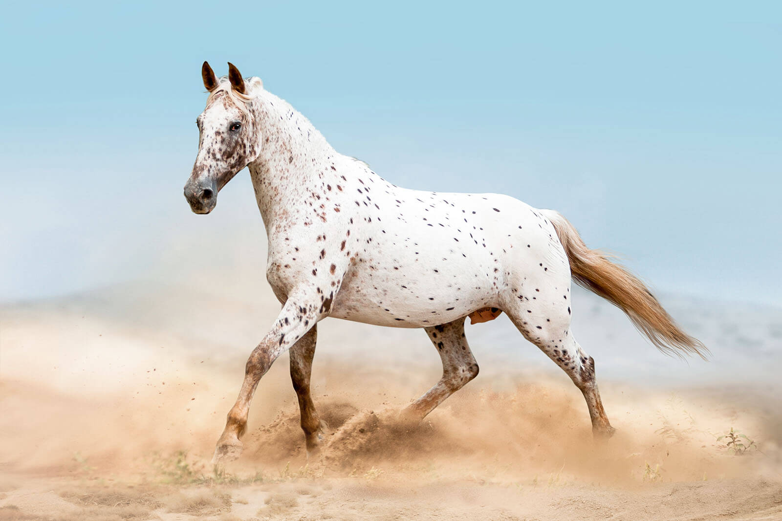 Is an Appaloosa a good riding horse?