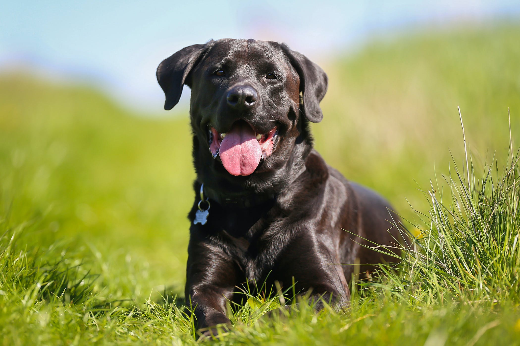 Is ascites in dogs an emergency?