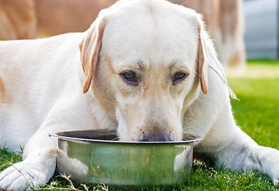 Is blood in dog urine an emergency?