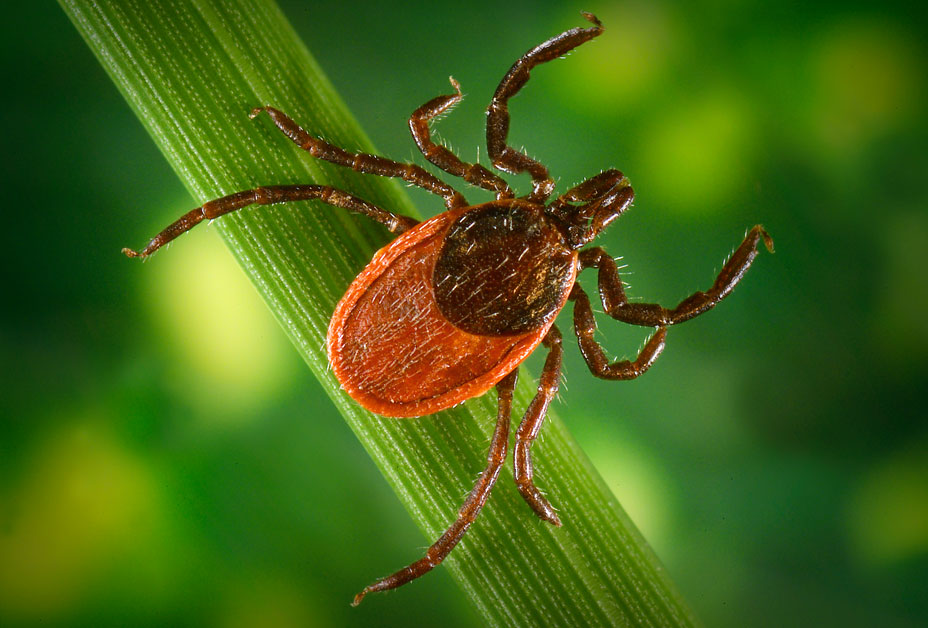 Is ehrlichiosis and Lyme disease the same?
