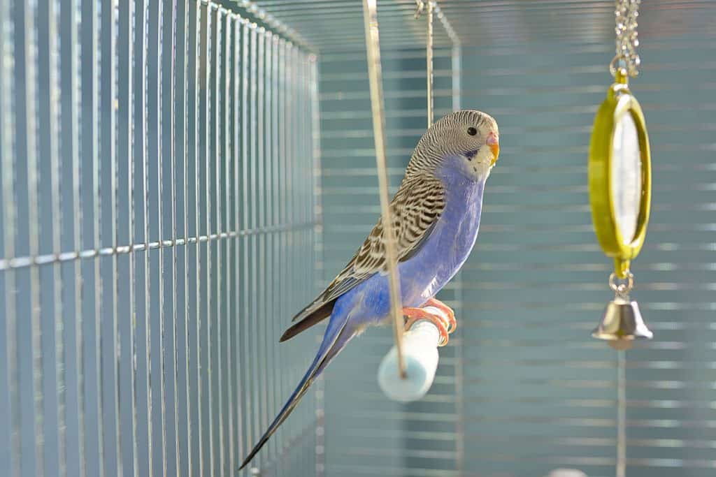 Is it OK to buy a bird from Petco?